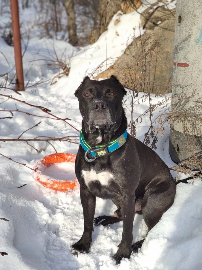 A few more photos - My, Friend, Richard, The photo, Winter, Longpost, Dog