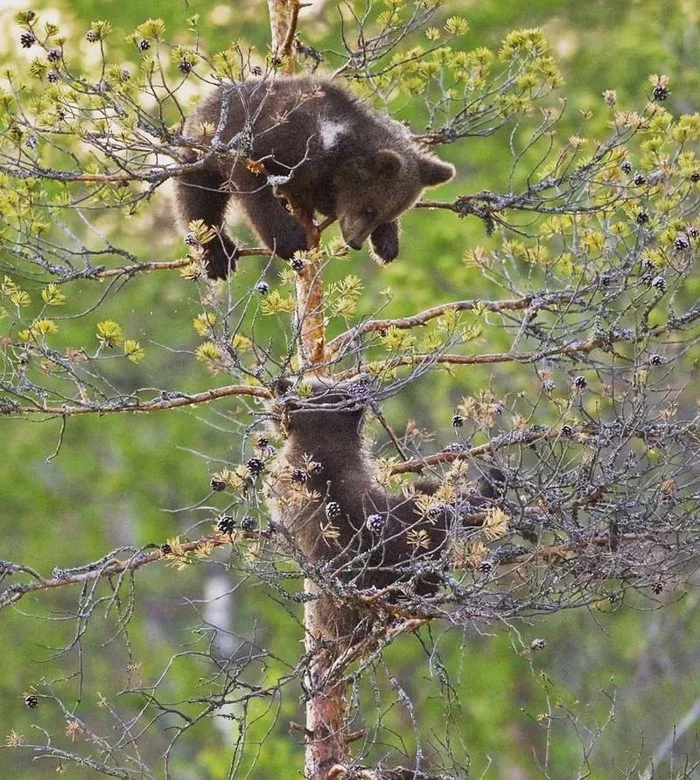 I'm a cloud, a cloud, a cloud... - The photo, Animals, The Bears, Young, Tree