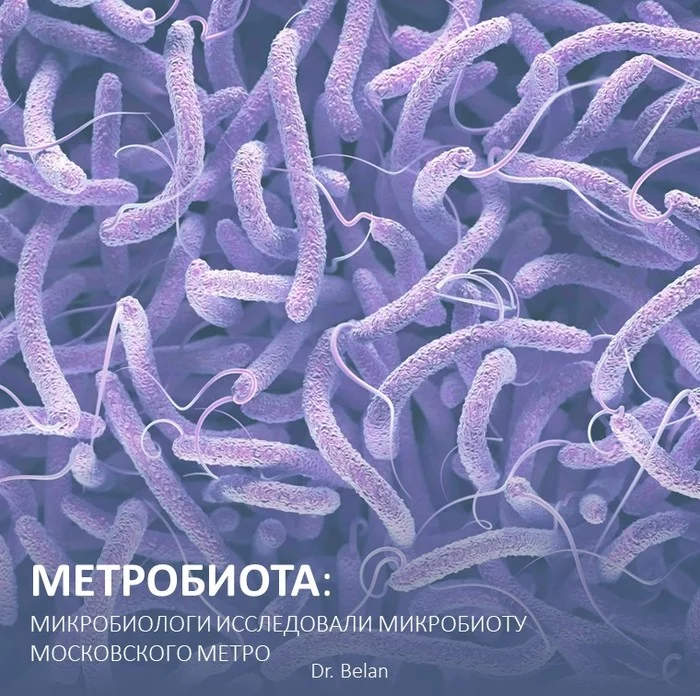 Metrobiota: microbiologists studied the microbiota of the Moscow metro - Metro, Health, Bacteria, Longpost