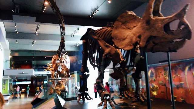 Dinosaurs in Los Angeles! - Natural History Museum - My, Museum, Los Angeles, Dinosaurs, Mammoth, Video, Longpost