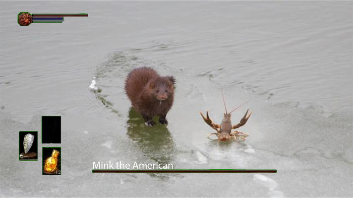 Reply to the post And the pincers did not help - Mink, Crayfish, Hunting, The photo, Reply to post, Dark souls