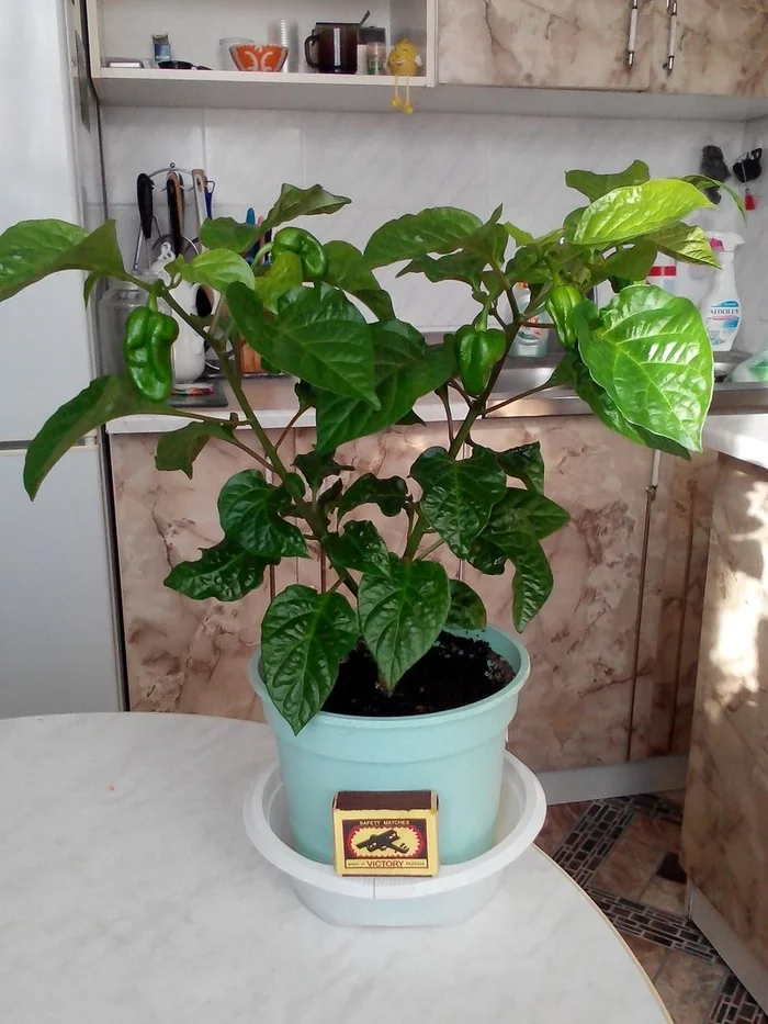 Habanero Chocolate. Still green, but already delicious :D - My, Pepper, Vegetable garden on the windowsill, Longpost