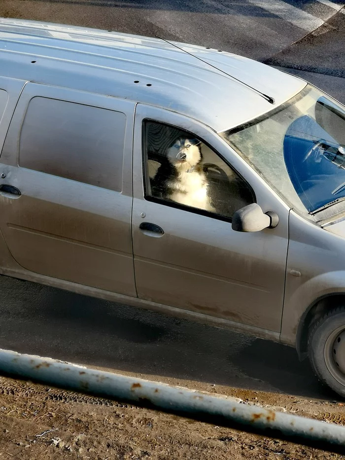 Have you ordered a taxi to Dubrovka? - Husky, Saint Petersburg, Spring, Longpost, Ideally, Пассажиры, Dog, Auto