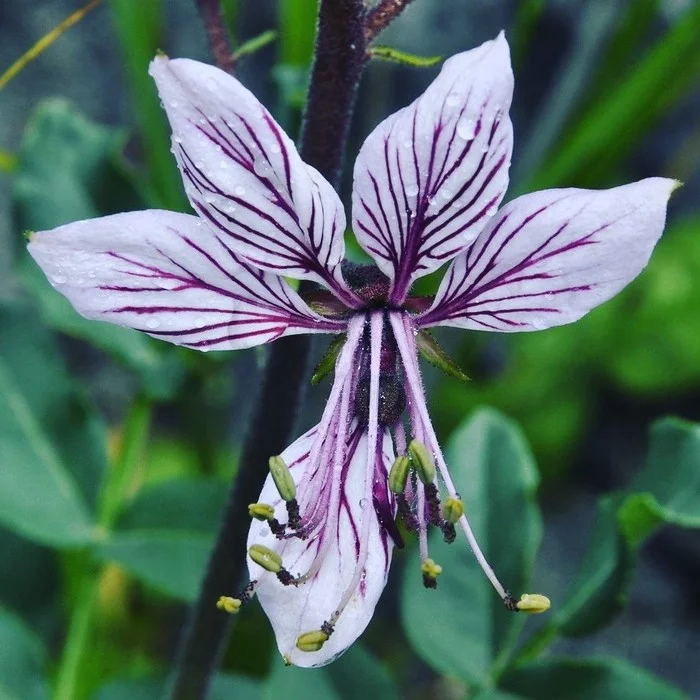 Fraxinella - My, Fraxinella, Plants, Danger