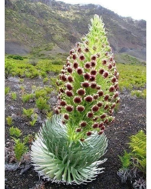 Flower of Patience - Flowers, Rare flower, Nature, Longpost