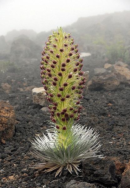 Flower of Patience - Flowers, Rare flower, Nature, Longpost