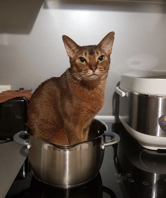 “And I can also cook” - My, cat, Catomafia