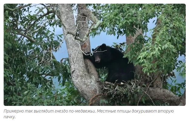 Biruang: The Peak of the Fall of Chinese Traditional Medicine - Animals, Malayan bear, The Bears, Informative, Animal book, Yandex Zen, Longpost