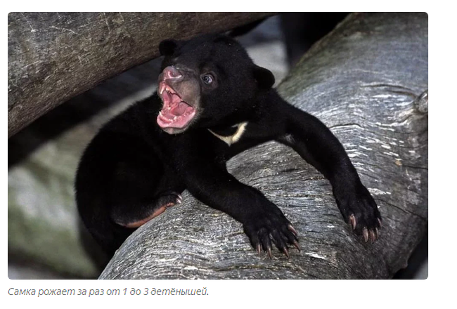 Biruang: The Peak of the Fall of Chinese Traditional Medicine - Animals, Malayan bear, The Bears, Informative, Animal book, Yandex Zen, Longpost