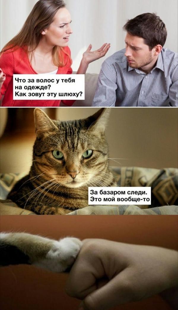 Bro) - cat, Suspicious, Hair, Relationship, Humor, From the network