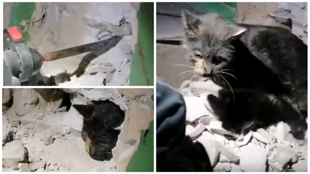 In Brovary, a cat sat in a ventilation shaft for 10 days: - Animals, Animal Rescue, cat