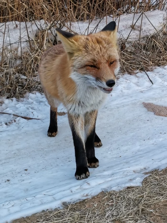 Red-haired Gopnik - My, Fox, Russian island, Longpost