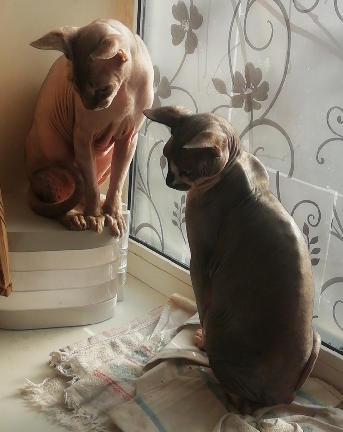 Нежданное пополнение Кот, Сфинкс, Длиннопост