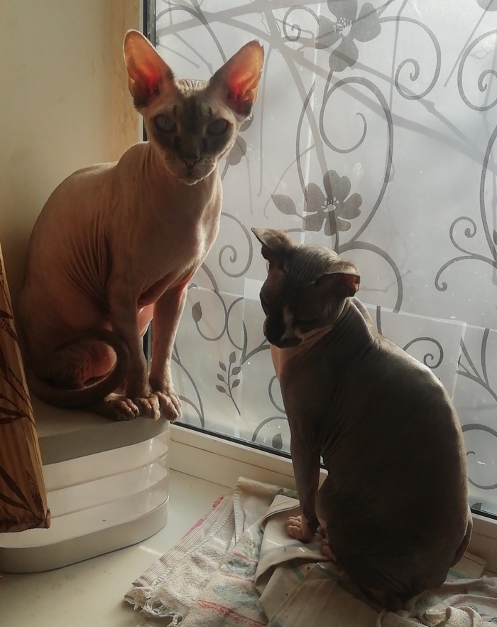 Нежданное пополнение Кот, Сфинкс, Длиннопост