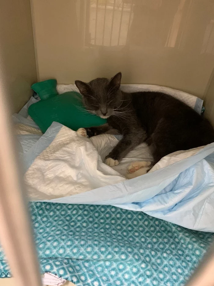 Continuation of the story with the gray cat objector. - My, cat, Animal Rescue, Blood transfusion, Video, Longpost