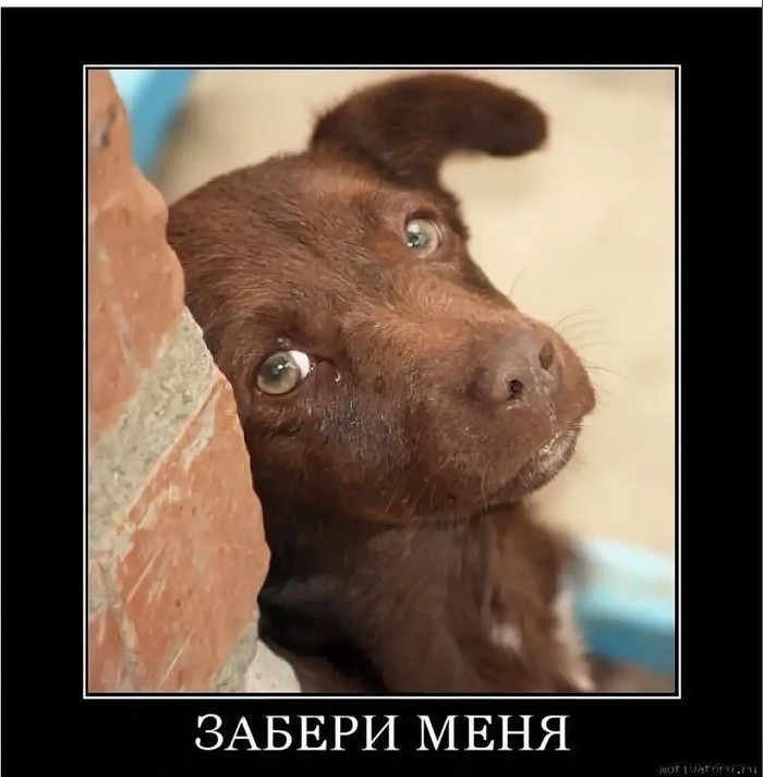 приют для кошек в ельце адрес и телефон. Смотреть фото приют для кошек в ельце адрес и телефон. Смотреть картинку приют для кошек в ельце адрес и телефон. Картинка про приют для кошек в ельце адрес и телефон. Фото приют для кошек в ельце адрес и телефон