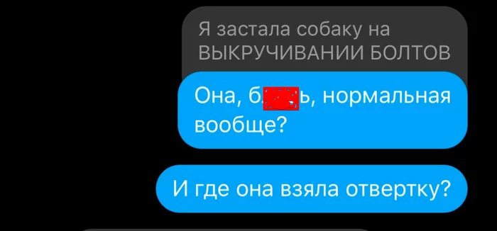 Каждую неделю подкручиваю саморезы в порогах между комнатами. Тут жена приболела и застукала преступника - Моё, Собака, Картинка с текстом