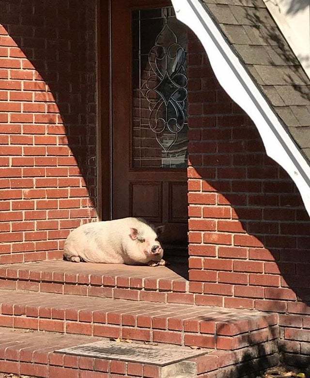 Sentry - The photo, Pig, Porch, Reddit