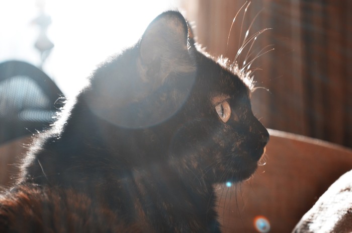 In the rays of dawn - My, Catomafia, The sun, Light, Sun rays, cat