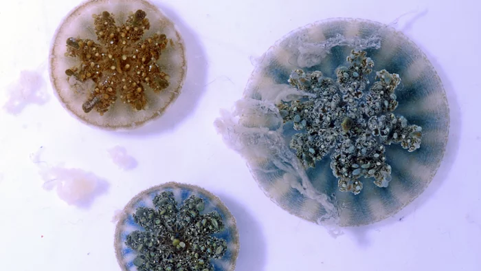 Amazing pictures: a selection of photos from the popular science portal Live Science - The photo, Biology, Nauchpop, Copy-paste, Warming, Longpost