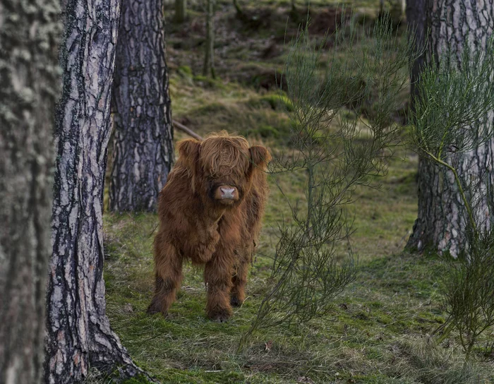 Scottish boys - My, Scotland, Animals, Young, Nature, Photo hunting, The photo, Calf, Highland