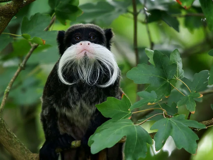 Amazon monkeys from the Amazon basin - Imperial Tamarin, Amazon, Longpost