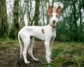 Podenco Ibicenco - Dog, Breed, Longpost, Dog breeds, Podenko Ibitsenko, Ibizian greyhound