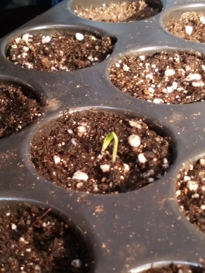 Results of germination in soil - My, Hot peppers, Vegetable garden on the windowsill, Longpost