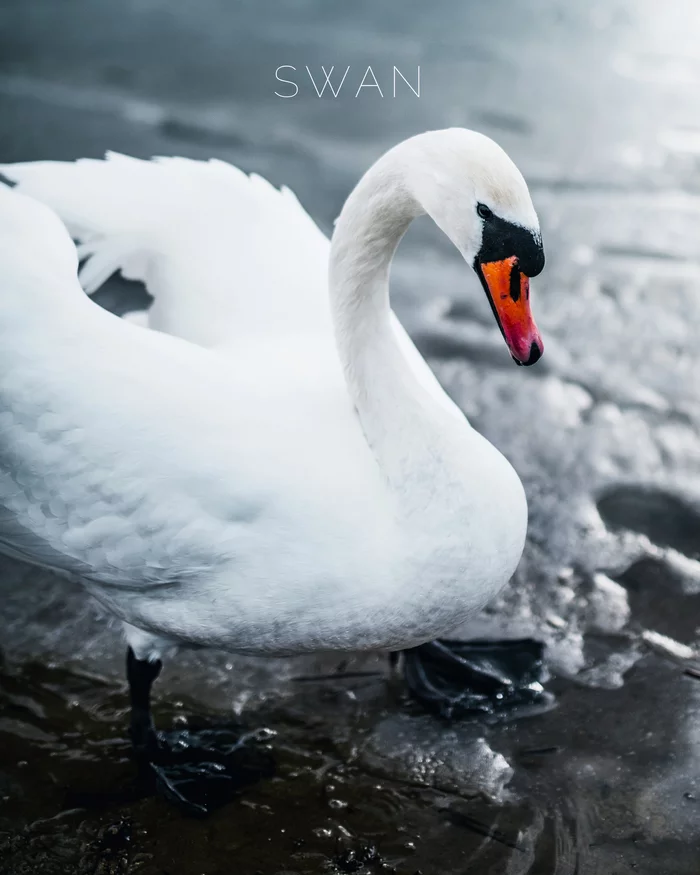 Holy Lake, Mogilev - My, Swans, Birds, Lake, Nature, Animals, The photo, Longpost