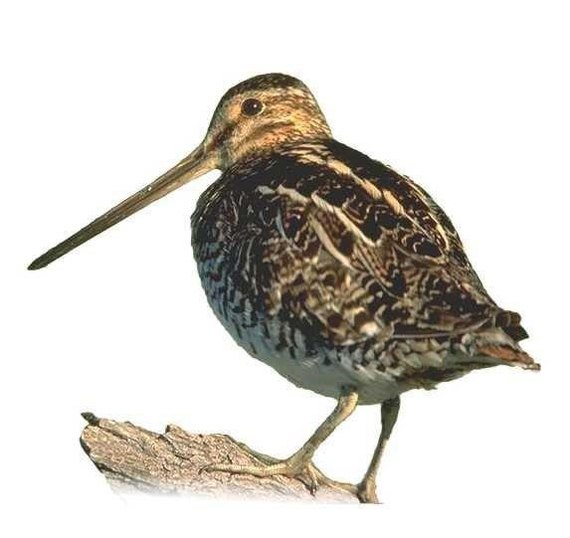 Did you know? - Birds, Snipe, Informative