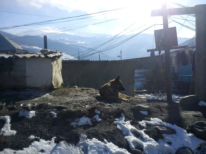 This dog is a real guard... - My, Photo on sneaker, German Shepherd, Caucasus, Dog