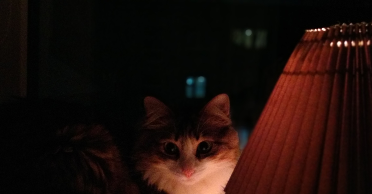 Котик с лампой | Пикабу