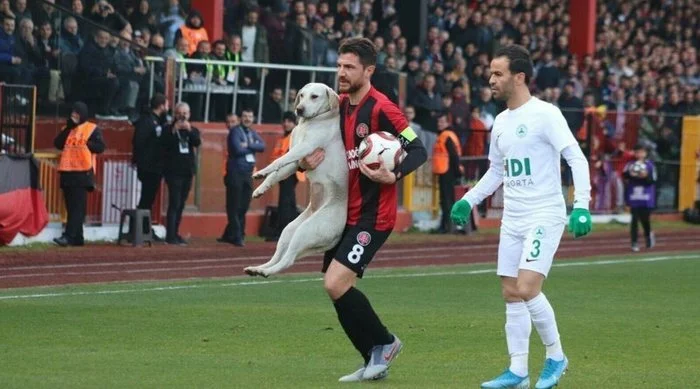 The dog took the ball from the Turkish football players during the match - Football, Dog, Ball, Match, Turkey, Istanbul, Video