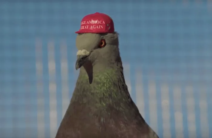 Trump supporters release doves wearing Make America Great Again hats in Las Vegas - Donald Trump, USA, Animals, Video, Longpost