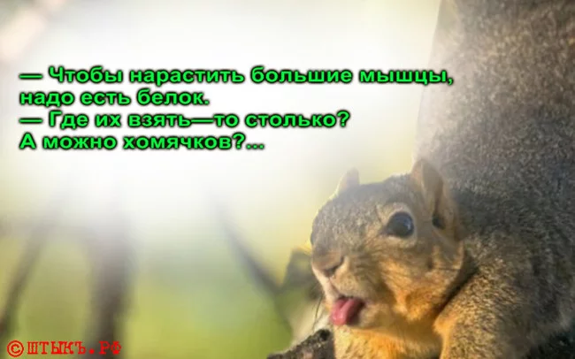 A little positivity from the squirrel - Picture with text, Humor, Squirrel