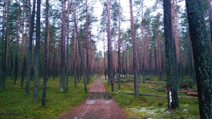 In Motornaya Bay on the shores of Lake Ladoga, forest felling began in February 2020 - Felling, Forest