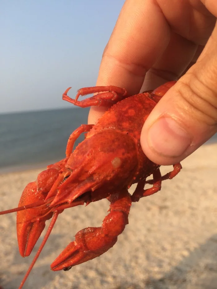 Летнее азовское здрасьте - Моё, Азовское море, Ейск, Должанская, Рак и онкология