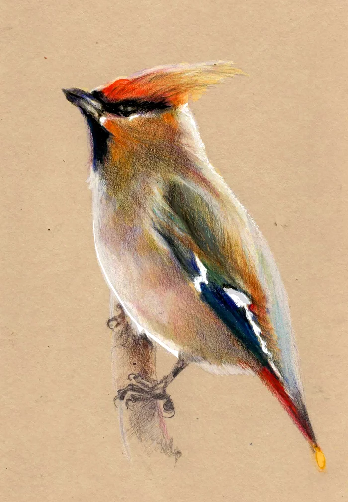 Waxwing with colored pencils - My, Drawing, Birds, Waxwing, Animalistics, Colour pencils