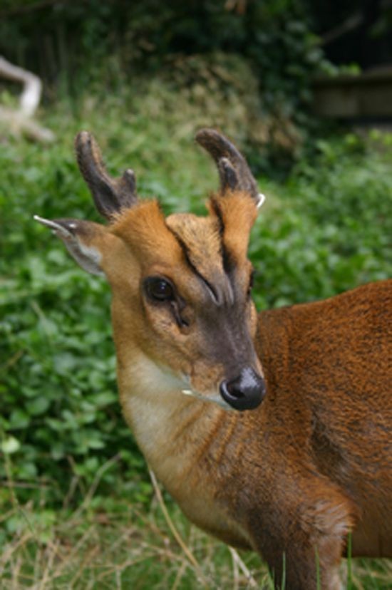 Мунтжак - олень который лает и питается мясом | Пикабу