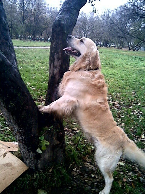 Joy - My, Golden retriever, Good boy, Dog, Friend, Longpost, Negative