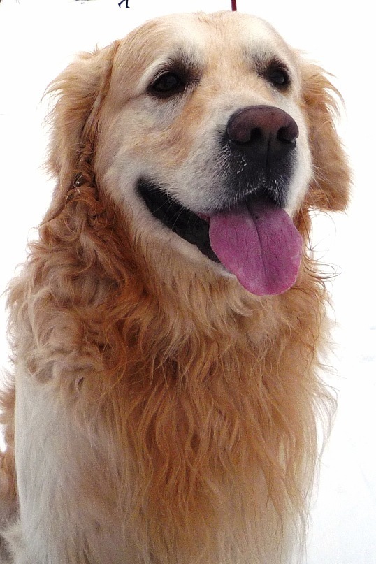 Joy - My, Golden retriever, Good boy, Dog, Friend, Longpost, Negative