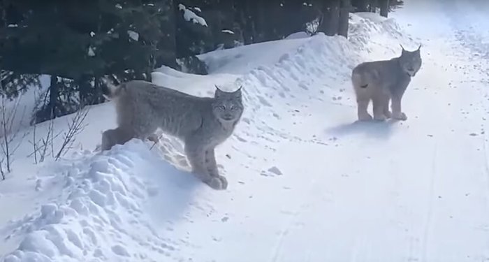Canadian caught lynxes trying to retire in the forest - Lynx, Reserve, Canada, Love, Video, Animals, Cat family, Small cats, Winter, Reserves and sanctuaries