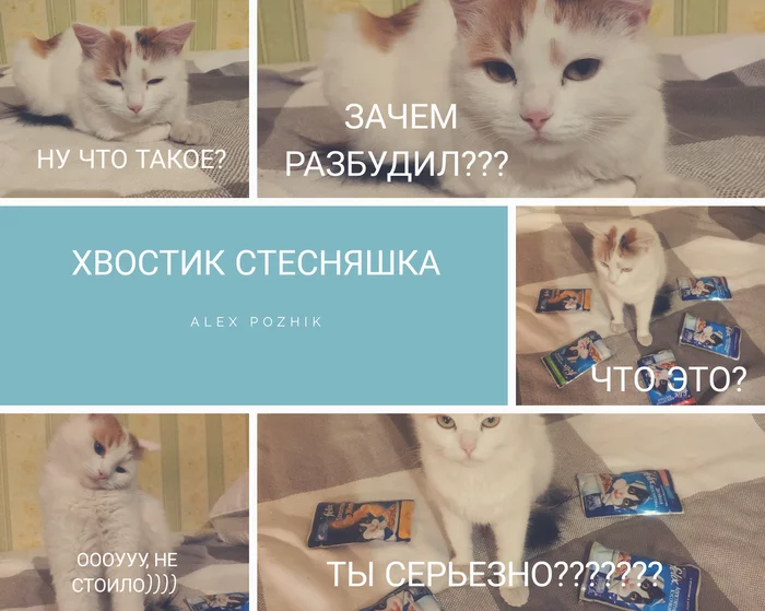 Знакомьтесь.... Это Хвостик)))) - Моё, Трехцветная кошка, Уют, Забота, Котомафия, Кот