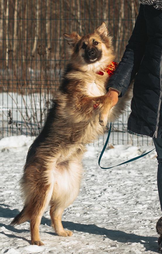 Fluffy cloud puppy in good hands - My, Dog, Longpost, No rating, Moscow, Moscow region, In good hands