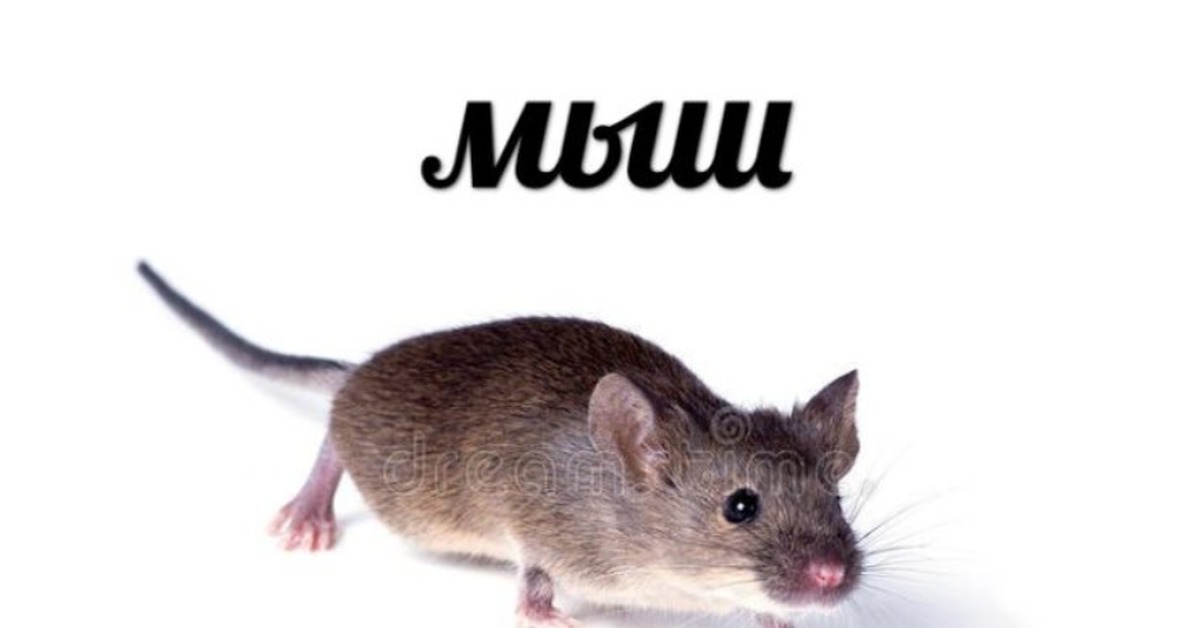 Ты че мышь. Мышь Мем. Мышь крадется. Мышка из мема. Мышь кродеца.