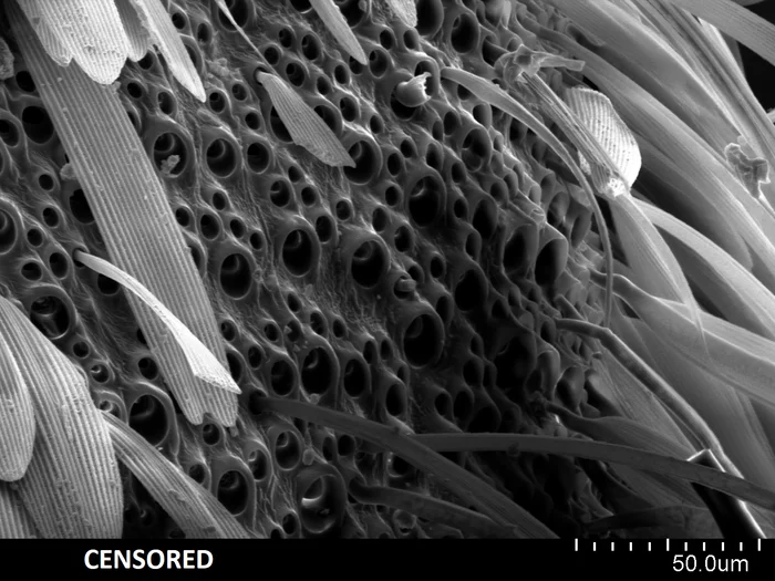 Бабочка под электронным микроскопом. Красота при увеличении 10 000 крат Наука, Микроскопия, Бабочка, Фотография, Красота, Нанотехнологии, Электронный микроскоп, Насекомые, Длиннопост