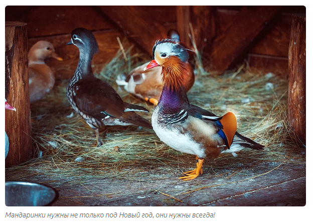 Mandarin duck: How elite ducks beat the Chinese who exterminated them - Animals, Duck, Animal book, Yandex Zen, Longpost, Mandarin duck