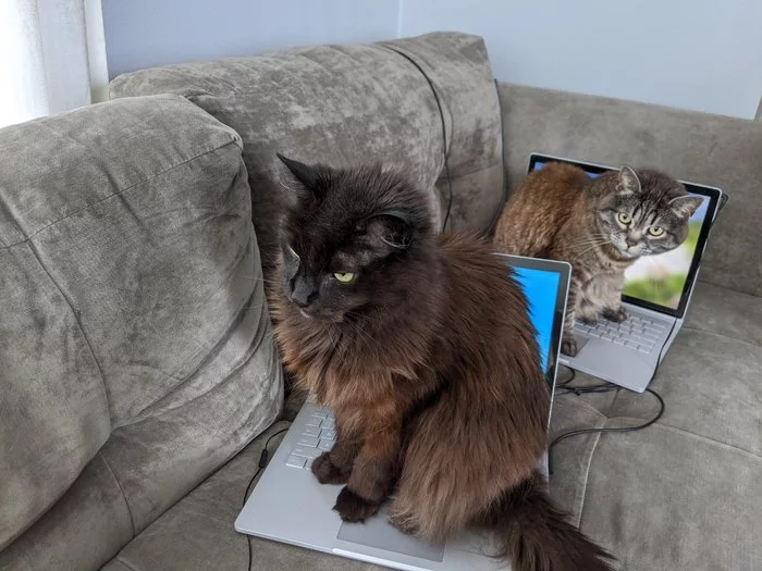 Many people ask me why I need two laptops - cat, Notebook, Twitter