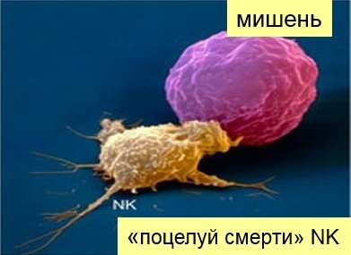 Иммунитет (часть 3). Натуральные киллеры или что делать, если забыл дома свой MHC I - Cat_cat, Иммунитет, Клетка, Биология, Бактерии, Длиннопост