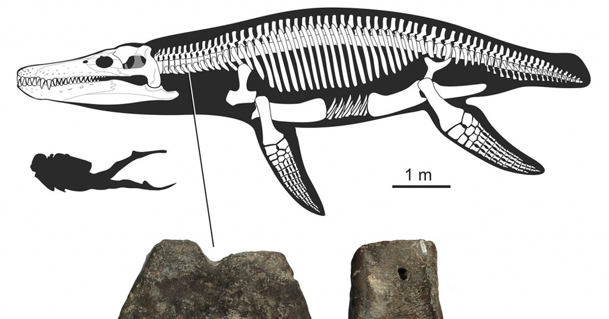 Кто первый нашел кости ихтиозавра. Плиозавр Макромерус. Скелет плиозавра. Скелет ихтиозавра. Палеонтологический музей Плезиозавр.